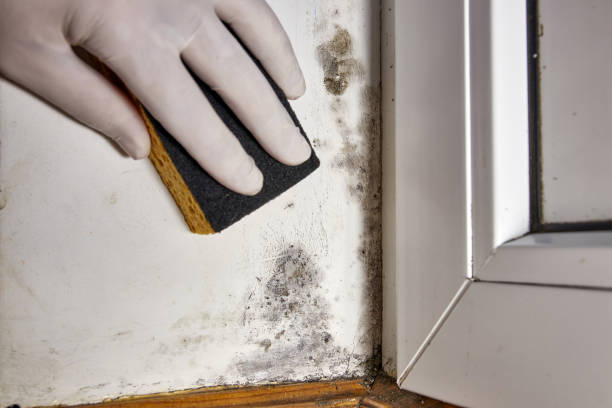 Best Post-Remediation Verification Testing  in Chestnut Ridge, NY